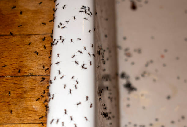 Best Exterminator Services  in Montgomery, IL